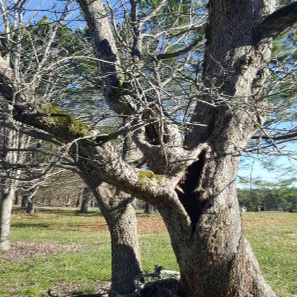 warning_signs_a_tree_is_dead_and_may_need_removal_32483940_featured