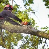 recognizing_signs_that_a_hazardous_tree_requires_i_32553299_featured