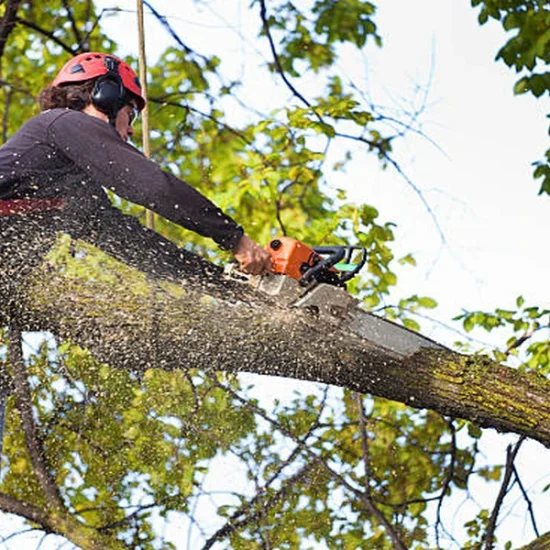 recognizing_signs_that_a_hazardous_tree_requires_i_32553299_featured